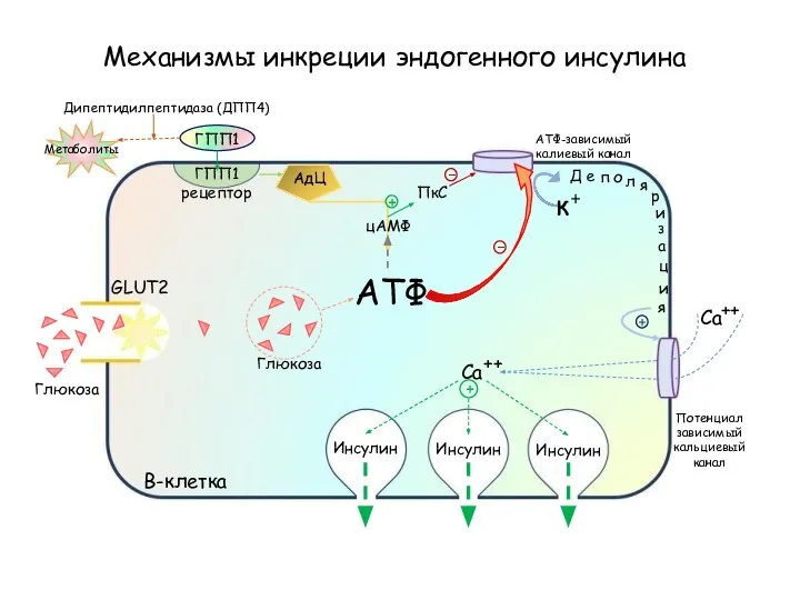 Механизмы инкреции эндогенного инсулина В-клетка Инсулин Инсулин Инсулин GLUT2 АТФ-зависимый калиевый