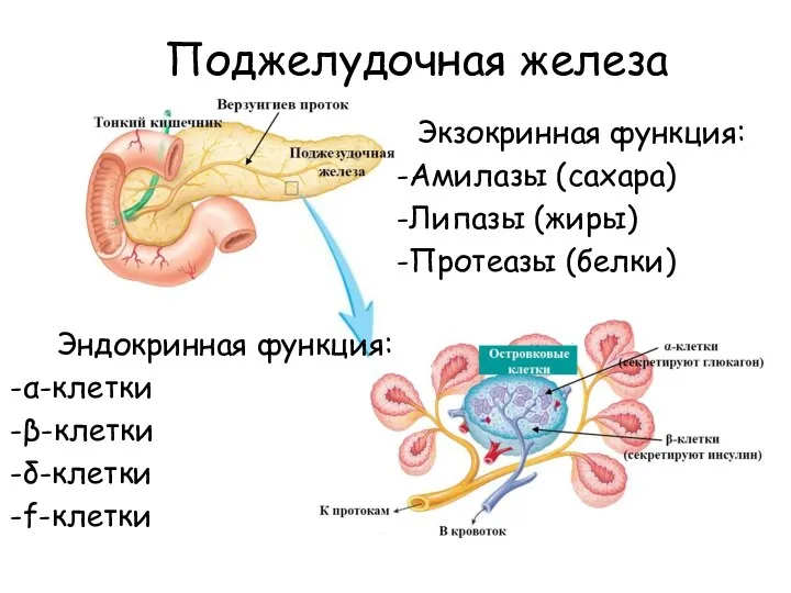 Поджелудочная железа Экзокринная функция: Амилазы (сахара) Липазы (жиры) Протеазы (белки) Эндокринная функция: α-клетки β-клетки δ-клетки f-клетки