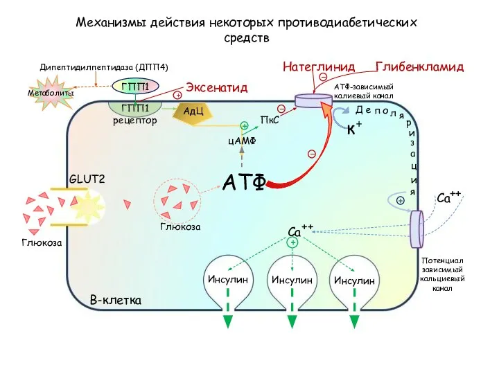 Механизмы действия некоторых противодиабетических средств В-клетка Инсулин Инсулин Инсулин GLUT2 АТФ-зависимый