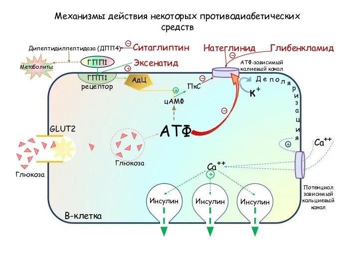 Механизмы действия некоторых противодиабетических средств В-клетка Инсулин Инсулин Инсулин GLUT2 АТФ-зависимый