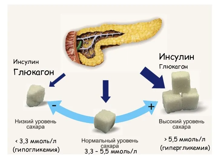 Инсулин Глюкагон Инсулин Глюкагон (гипогликемия) > 5,5 ммоль/л (гипергликемия) 3,3 – 5,5 ммоль/л