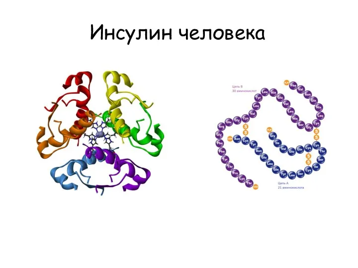 Инсулин человека