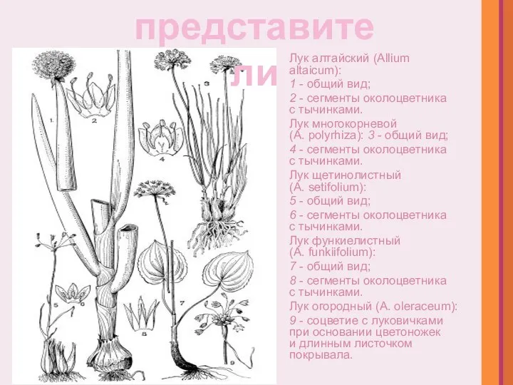 Лук алтайский (Allium altaicum): 1 - общий вид; 2 - сегменты