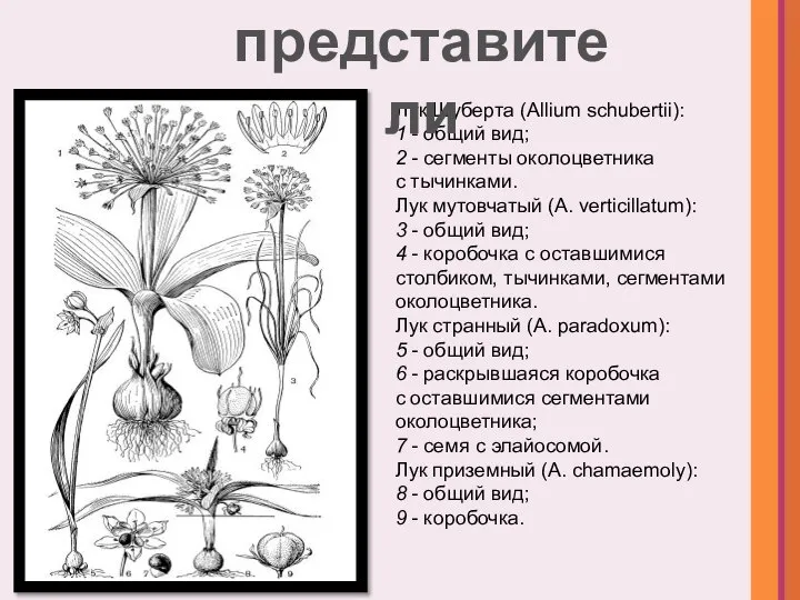 Лук Шуберта (Allium schubertii): 1 - общий вид; 2 - сегменты