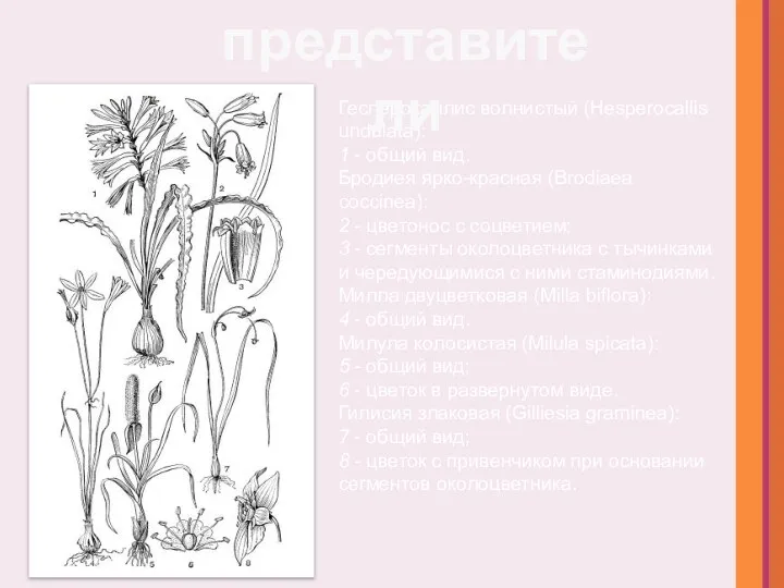 Гесперокаллис волнистый (Hesperocallis undulata): 1 - общий вид. Бродиея ярко-красная (Brodiaea