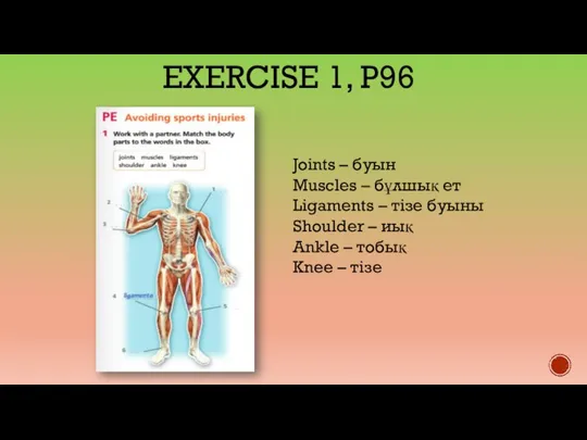 EXERCISE 1, P96 Joints – буын Muscles – бұлшық ет Ligaments