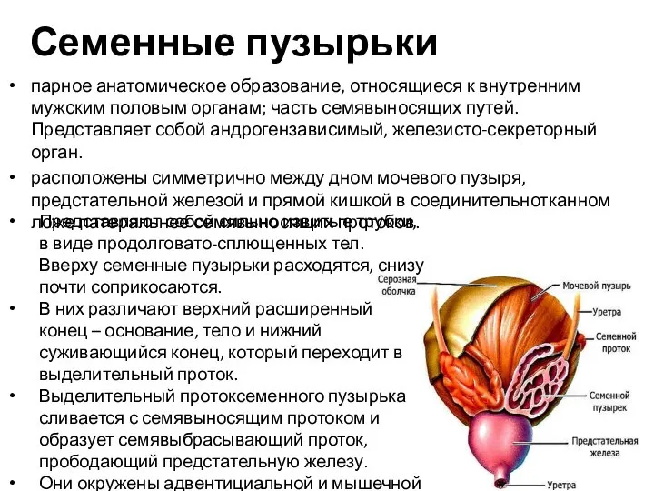 Семенные пузырьки парное анатомическое образование, относящиеся к внутренним мужским половым органам;