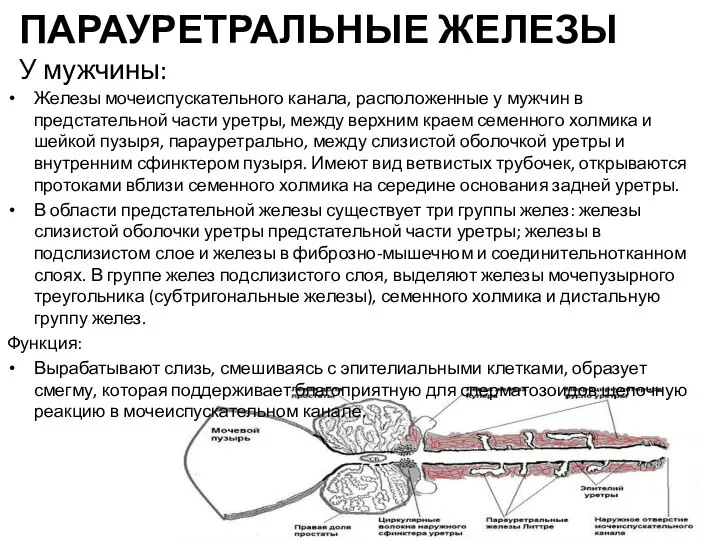 ПАРАУРЕТРАЛЬНЫЕ ЖЕЛЕЗЫ У мужчины: Железы мочеиспускательного канала, расположенные у мужчин в