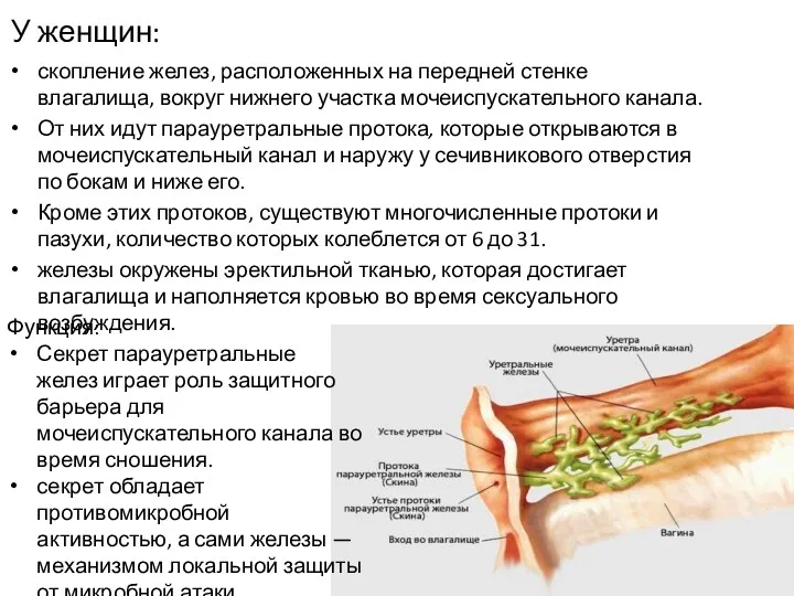 У женщин: скопление желез, расположенных на передней стенке влагалища, вокруг нижнего