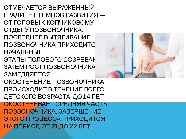 ОТМЕЧАЕТСЯ ВЫРАЖЕННЫЙ ГРАДИЕНТ ТЕМПОВ РАЗВИТИЯ — ОТ ГОЛОВЫ К КОПЧИКОВОМУ ОТДЕЛУ