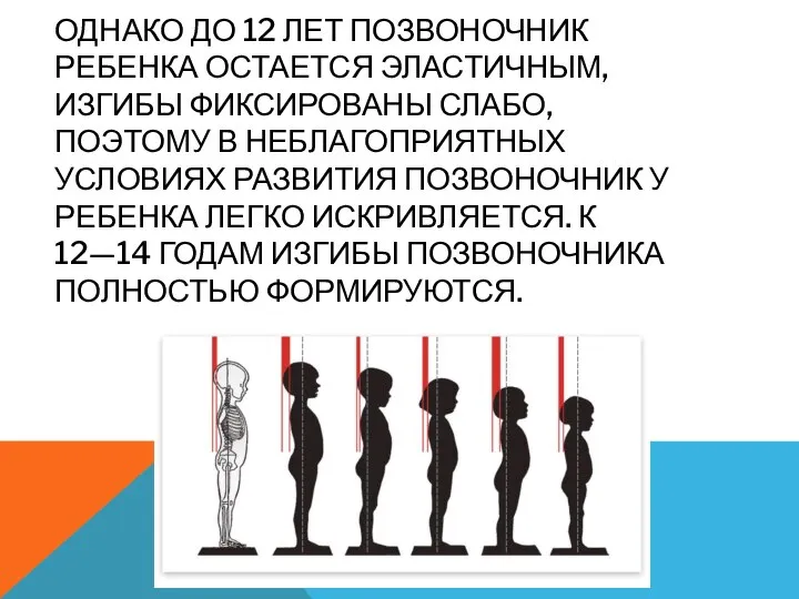 ОДНАКО ДО 12 ЛЕТ ПОЗВОНОЧНИК РЕБЕНКА ОСТАЕТСЯ ЭЛАСТИЧНЫМ, ИЗГИБЫ ФИКСИРОВАНЫ СЛАБО,