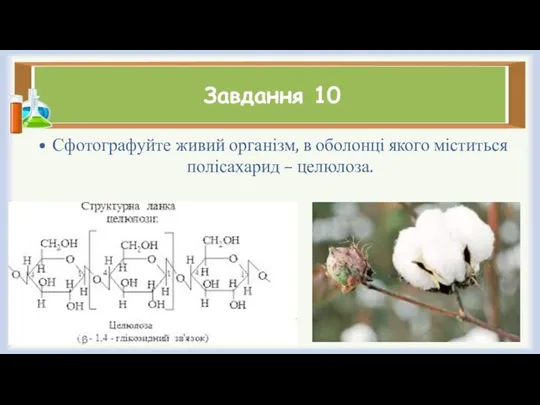 Завдання 10 Сфотографуйте живий організм, в оболонці якого міститься полісахарид – целюлоза.