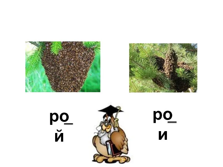 рой рои