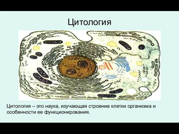 Цитология Цитология – это наука, изучающая строение клетки организма и особенности ее функционирования.