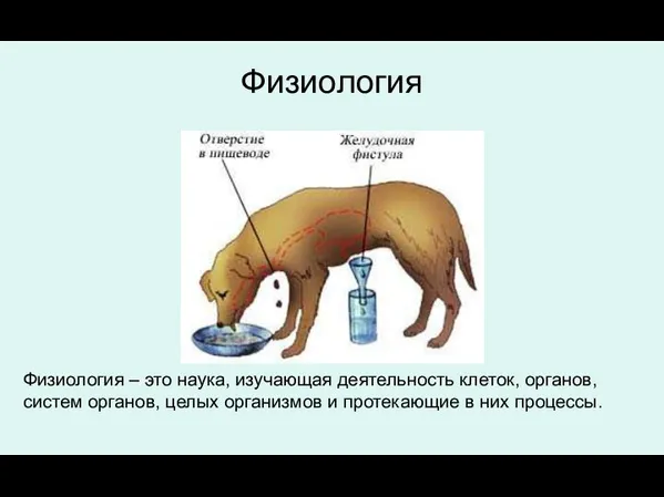 Физиология Физиология – это наука, изучающая деятельность клеток, органов, систем органов,