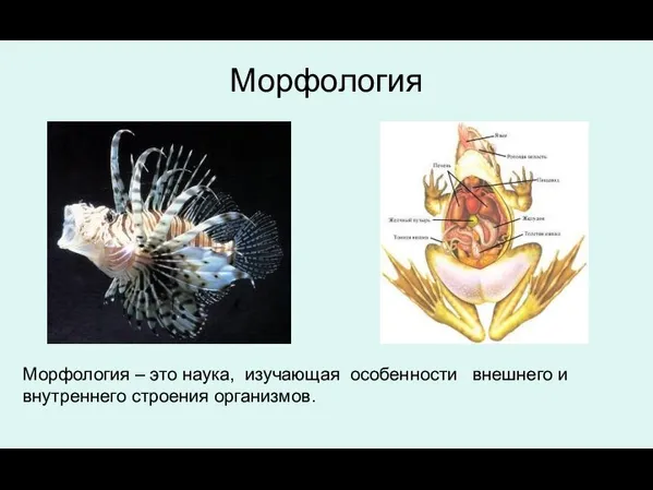 Морфология Морфология – это наука, изучающая особенности внешнего и внутреннего строения организмов.