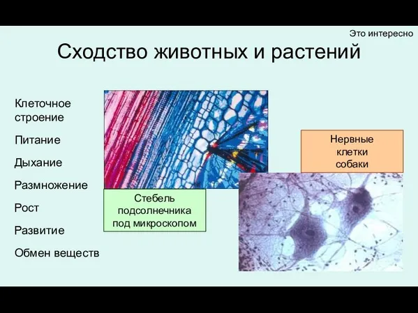 Сходство животных и растений Клеточное строение Питание Дыхание Размножение Рост Развитие Обмен веществ Это интересно