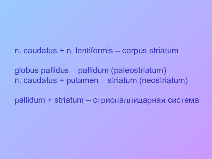 n. caudatus + n. lentiformis – corpus striatum globus pallidus –