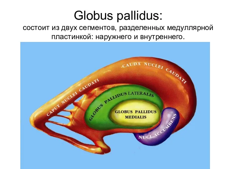 Globus pallidus: состоит из двух сегментов, разделенных медуллярной пластинкой: наружнего и внутреннего.