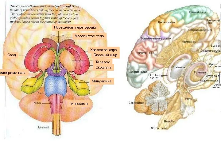 Гиппокамп Миндалина Скорлупа Таламус Бледный шар Хвостатое ядро Мозолистое тело Свод Маммилярные тела Прозрачная перегородка