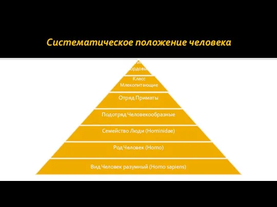 Систематическое положение человека