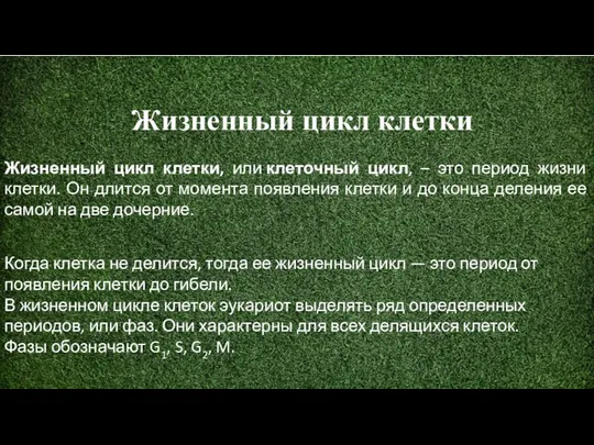 Жизненный цикл клетки Жизненный цикл клетки, или клеточный цикл, – это