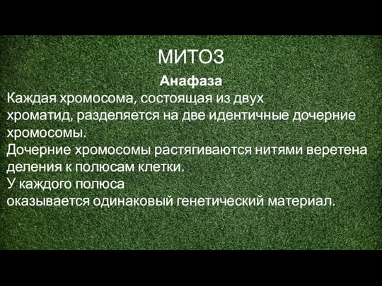 МИТОЗ Анафаза Каждая хромосома, состоящая из двух хроматид, разделяется на две