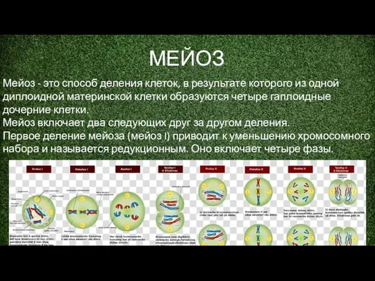 МЕЙОЗ. Мейоз - это способ деления клеток, в результате которого из