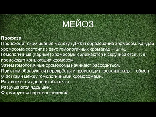 МЕЙОЗ Профаза I Происходит скручивание молекул ДНК и образование хромосом. Каждая