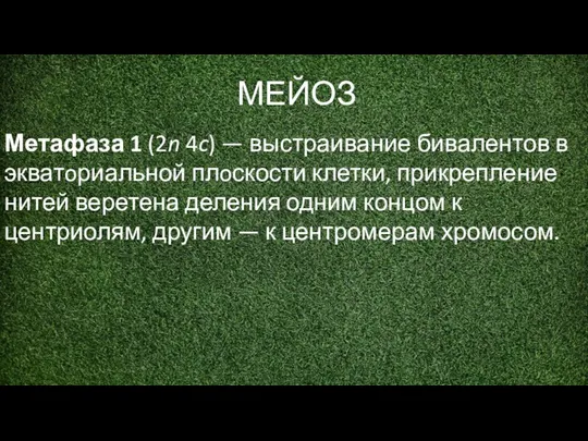 МЕЙОЗ Метафаза 1 (2n 4c) — выстраивание бивалентов в экватoриальной плoскости