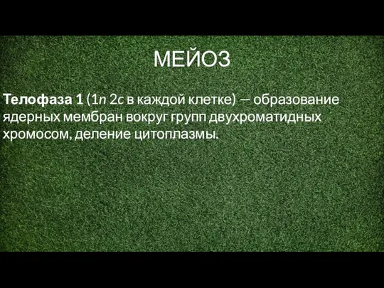 МЕЙОЗ Телофаза 1 (1n 2c в каждой клетке) — образование ядерных