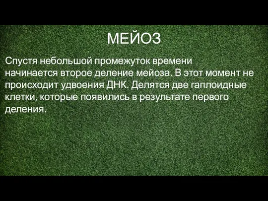 МЕЙОЗ Спустя небольшой промежуток времени начинается второе деление мейоза. В этот