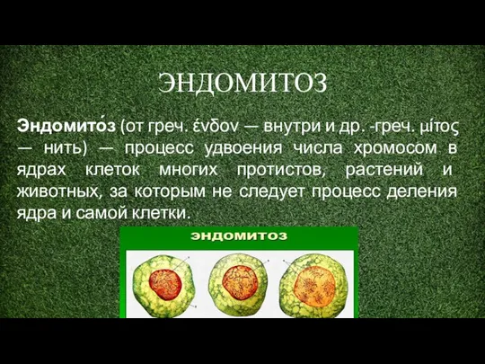 ЭНДОМИТОЗ Эндомито́з (от греч. ένδον — внутри и др. -греч. μίτος