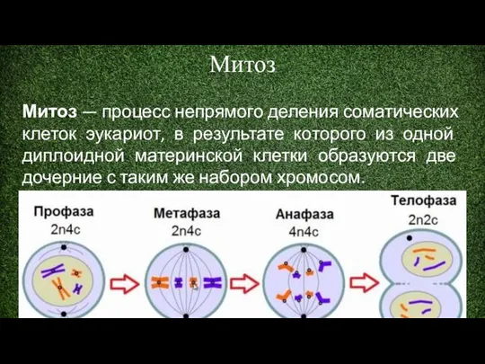 Митоз Митоз — процесс непрямого деления соматических клеток эукариот, в результате