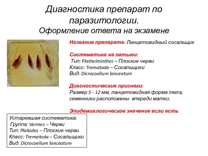 Диагностика препарат по паразитологии. Оформление ответа на экзамене Название препарата: Ланцетовидный