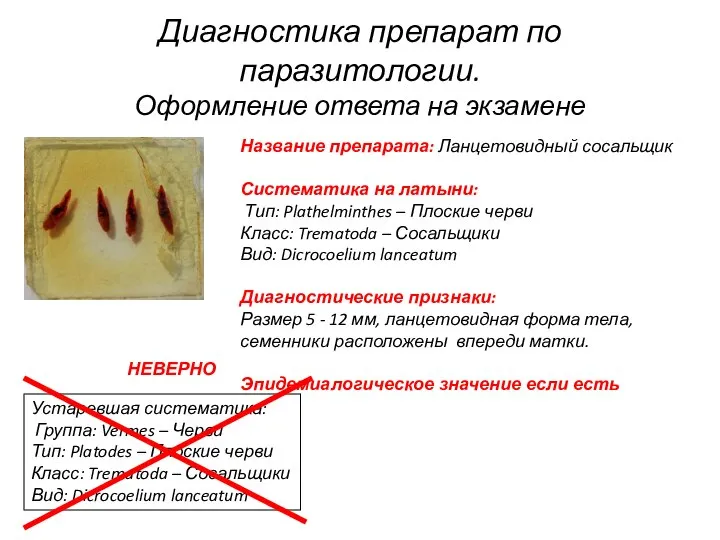 Название препарата: Ланцетовидный сосальщик Систематика на латыни: Тип: Plathelminthes – Плоские