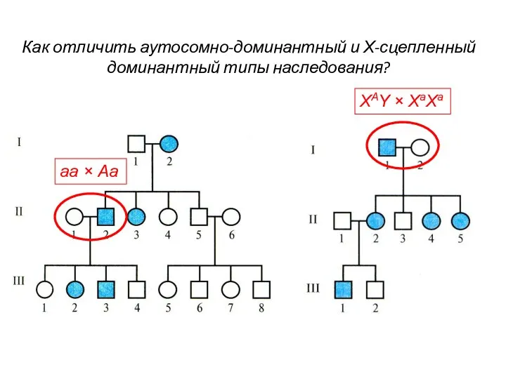 Как отличить аутосомно-доминантный и Х-сцепленный доминантный типы наследования? aa × Аа XAY × XaXa