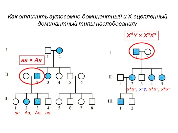 Как отличить аутосомно-доминантный и Х-сцепленный доминантный типы наследования? aa × Аа