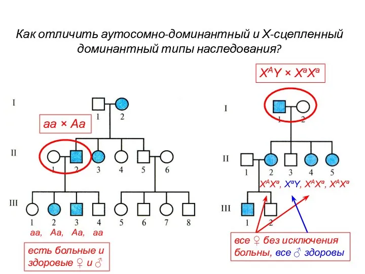 Как отличить аутосомно-доминантный и Х-сцепленный доминантный типы наследования? aa × Аа