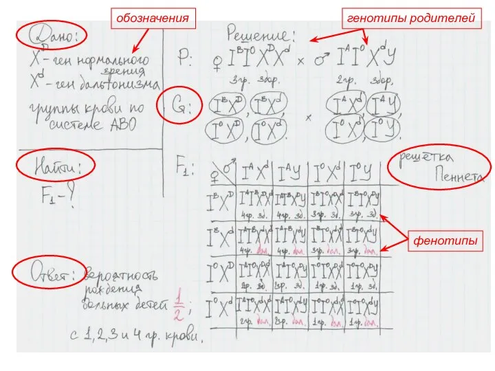 фенотипы обозначения генотипы родителей