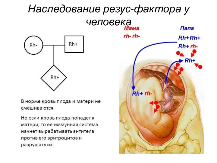 Наследование резус-фактора у человека