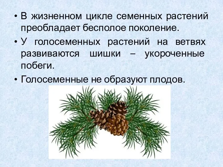 В жизненном цикле семенных растений преобладает бесполое поколение. У голосеменных растений