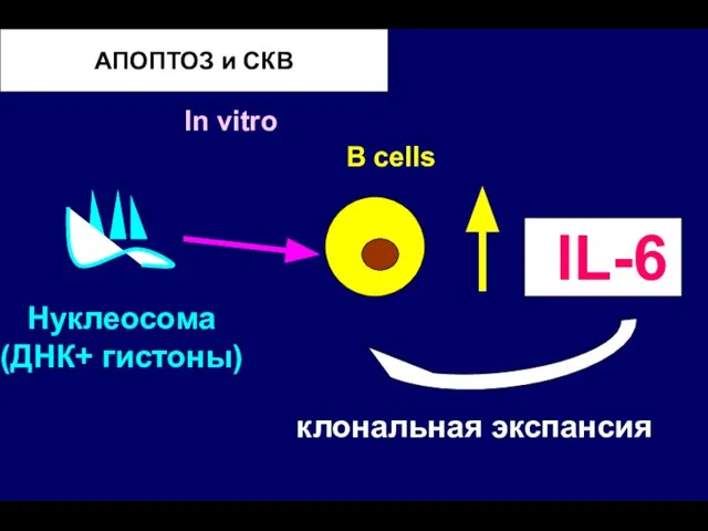 АПОПТОЗ и СКВ B cells клональная экспансия In vitro IL-6 Нуклеосома (ДНК+ гистоны)