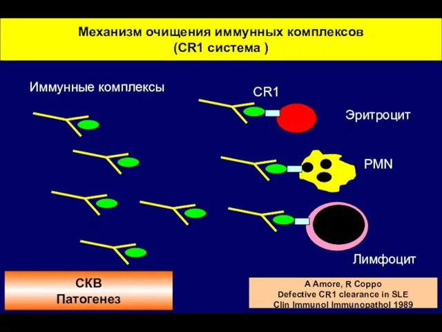Механизм очищения иммунных комплексов (CR1 система ) Иммунные комплексы CR1 Эритроцит