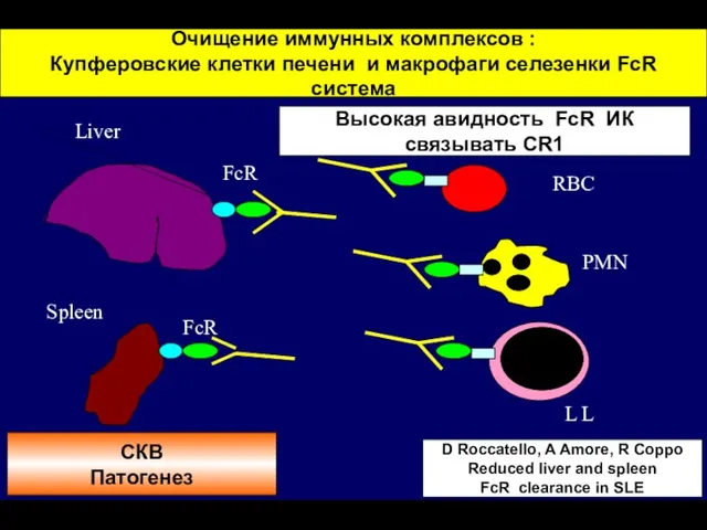 Очищение иммунных комплексов : Купферовские клетки печени и макрофаги селезенки FcR