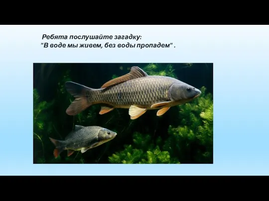 Ребята послушайте загадку: "В воде мы живем, без воды пропадем" .