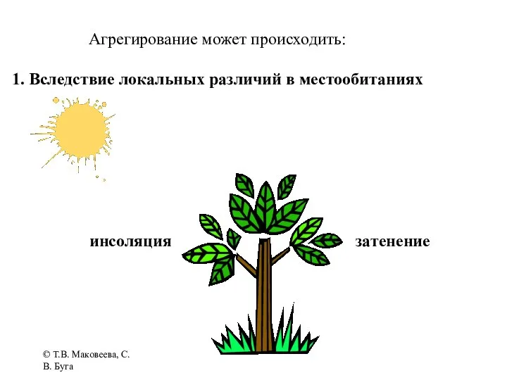 © Т.В. Маковеева, С.В. Буга Агрегирование может происходить: 1. Вследствие локальных различий в местообитаниях инсоляция затенение