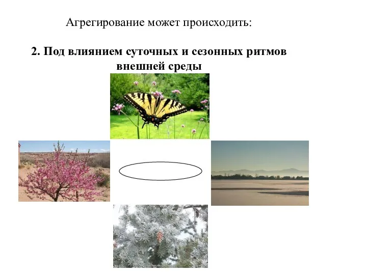 Агрегирование может происходить: 2. Под влиянием суточных и сезонных ритмов внешней среды