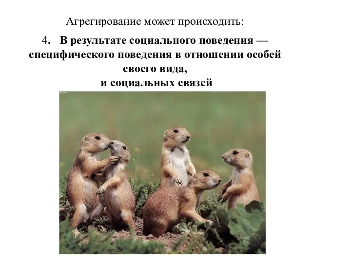 Агрегирование может происходить: 4. В результате социального поведения —специфического поведения в