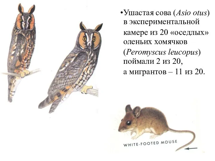 Ушастая сова (Asio otus) в экспериментальной камере из 20 «оседлых» оленьих